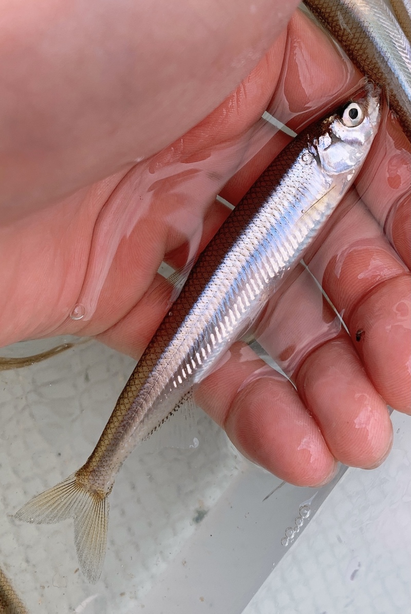 奈良県の津風呂湖でワカサギ釣果