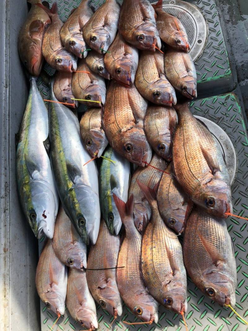 兵庫県明石市利弥丸の船釣りでマダイ釣果