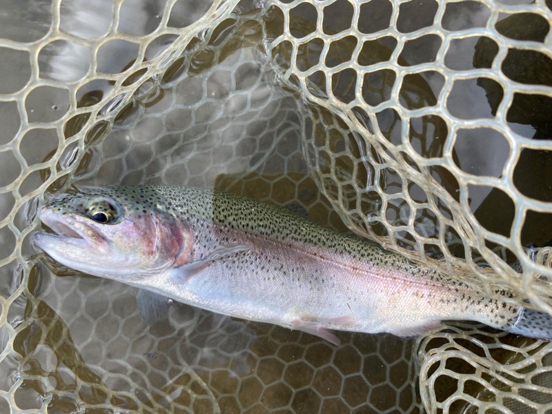 滋賀県大津市アクアへヴンのエリアトラウトでニジマス釣果