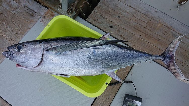 三重県志摩トロ丸のジギングでビンチョウマグロ・カツオ釣果