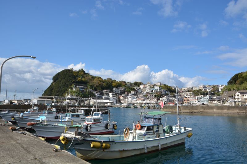 和歌山県のエサ釣りでアイゴ釣果
