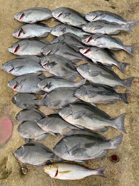 和歌山県すさみ町岩元渡船のフカセ釣りでグレ釣果