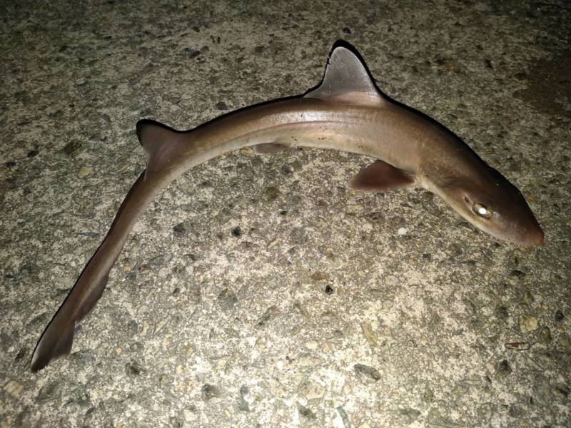 兵庫県アジュール舞子の堤防釣りでカサゴ・クジメ・カワハギ釣果