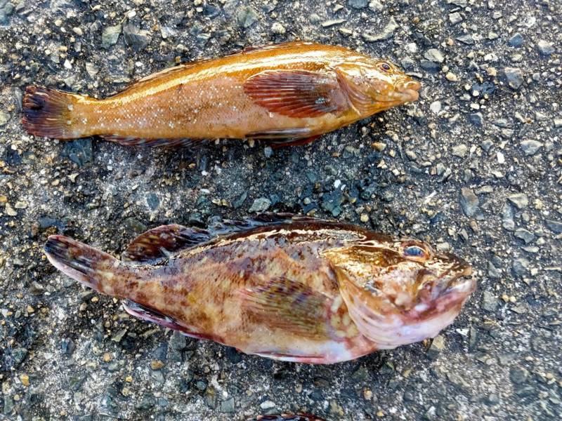 兵庫県アジュール舞子の堤防釣りでカサゴ・クジメ・カワハギ釣果