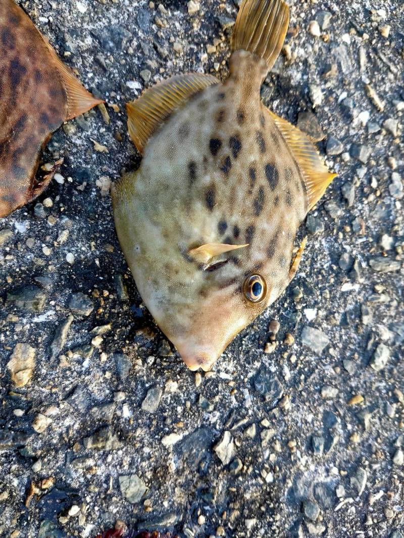 兵庫県アジュール舞子の堤防釣りでカサゴ・クジメ・カワハギ釣果