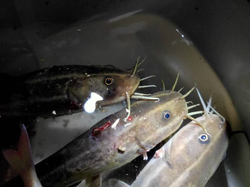 兵庫県アジュール舞子の堤防釣りでカサゴ・クジメ・カワハギ釣果