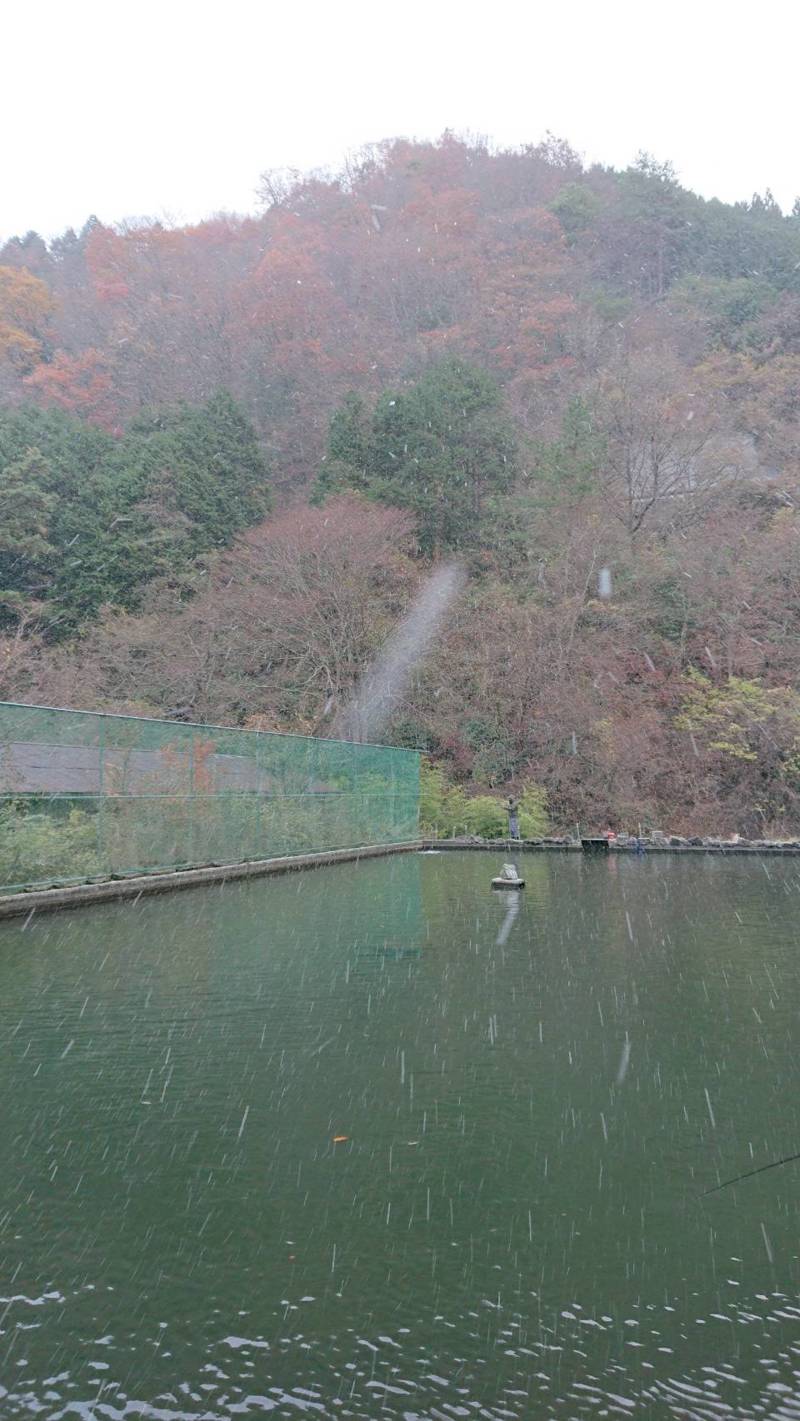 大阪府千早川の千早マス釣り場でレインボートラウト釣果