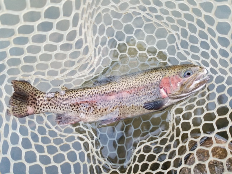 滋賀県アクアヘブンの管理釣り場でトラウト釣果
