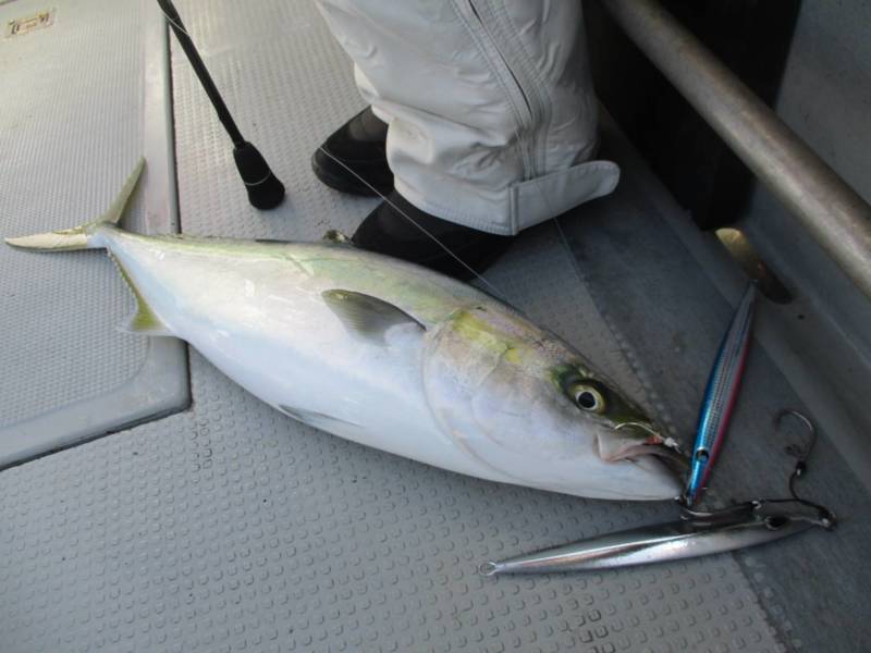 兵庫県明石沖ブルズアイの船釣りで鯛・メジロ釣果