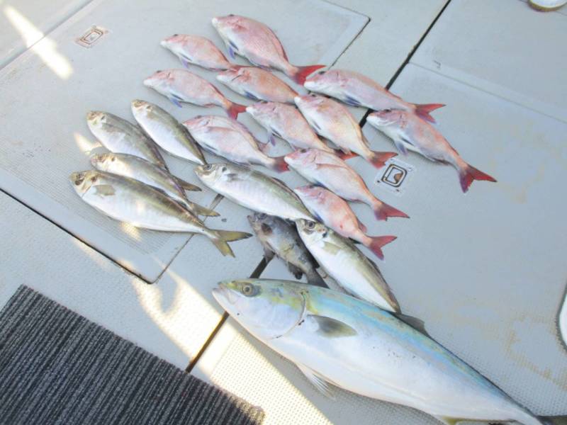 兵庫県明石沖ブルズアイの船釣りで鯛・メジロ釣果