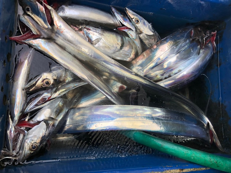 兵庫県丸松乗合船の船釣りでタチウオ釣果