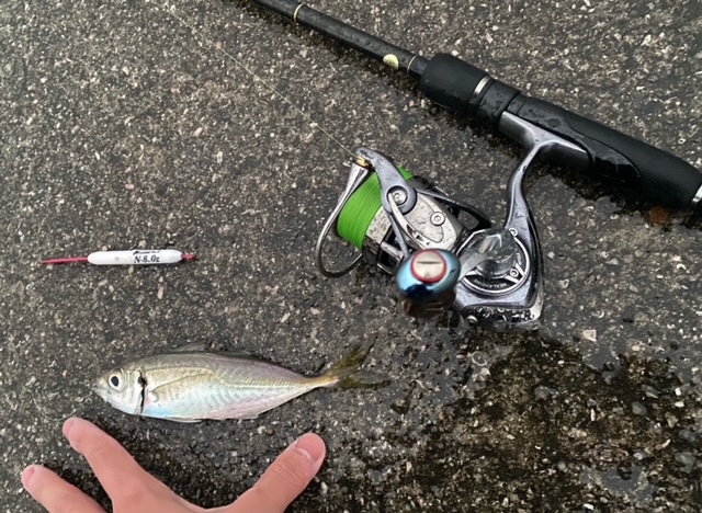 兵庫県淡路島の飲ませ釣りでヒラメ・アジ釣果