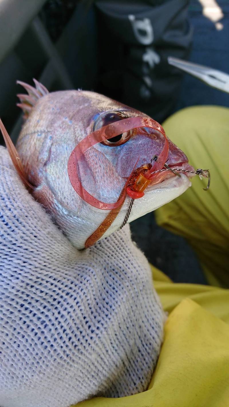 兵庫県明石海峡利弥丸の船釣りでマダイ釣果