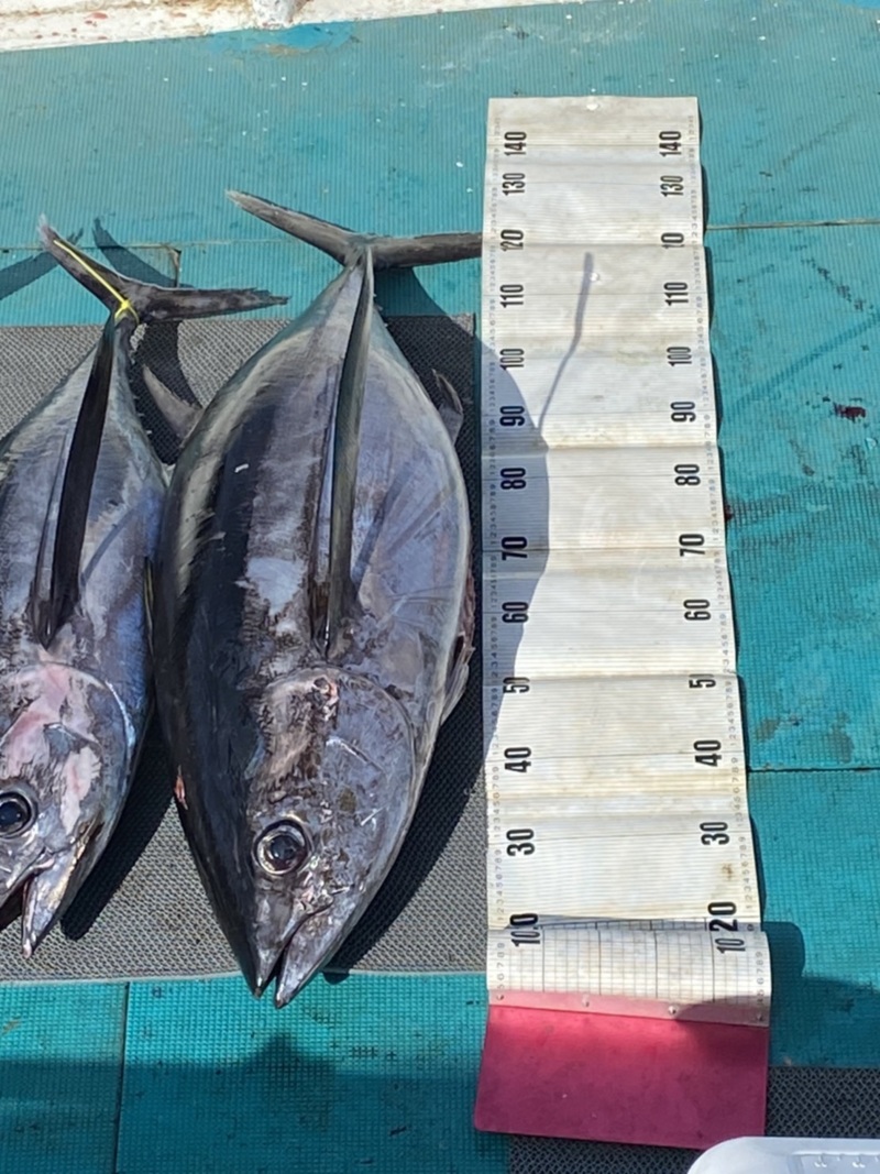 三重県志摩市かちかち丸のトンボジギングでビンチョウマグロ釣果