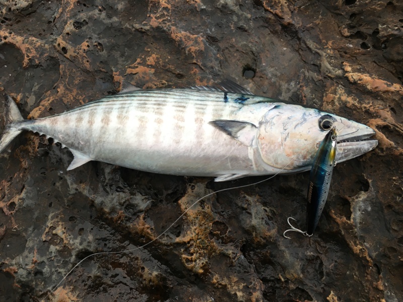 高知県沖ノ島岡崎渡船のフカセ釣りでグレ・イサキ・ハガツオ釣果