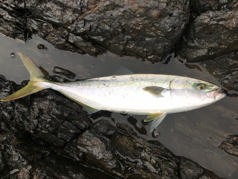 高知県沖ノ島岡崎渡船のフカセ釣りでグレ・イサキ・ハガツオ釣果