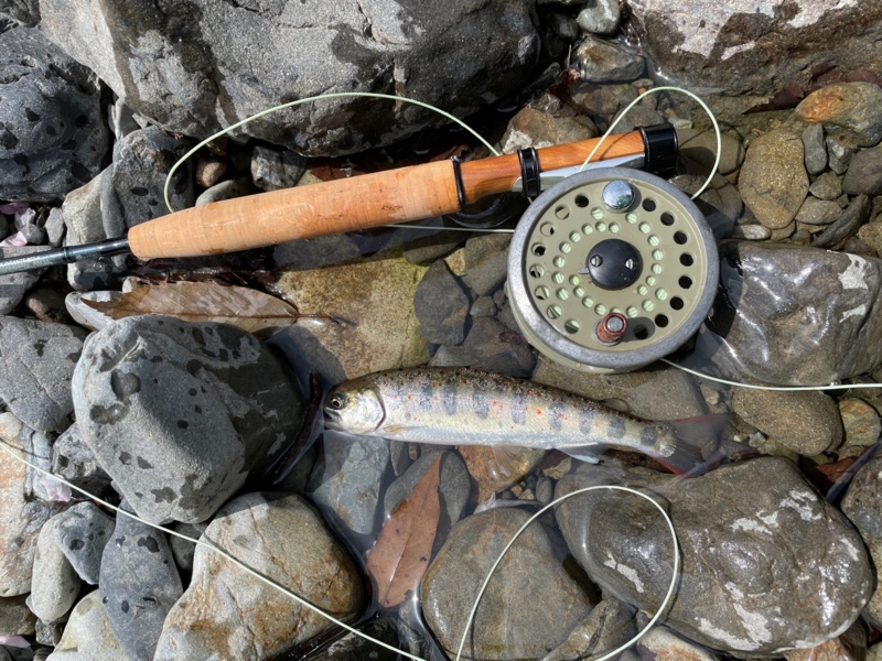 奈良県上北村の渓流でアマゴ釣果