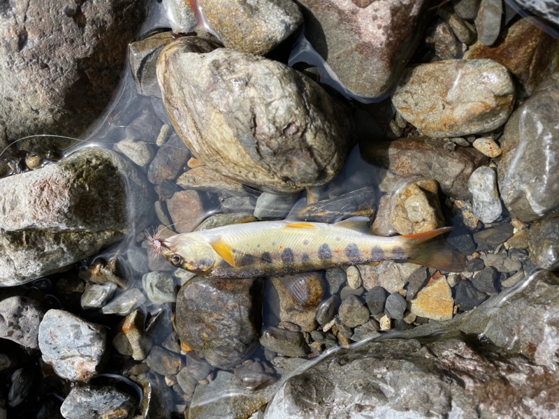 奈良県上北村の渓流でアマゴ釣果