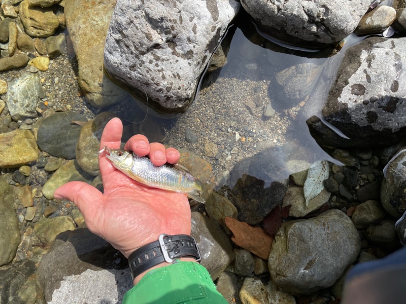 奈良県上北村の渓流でアマゴ釣果
