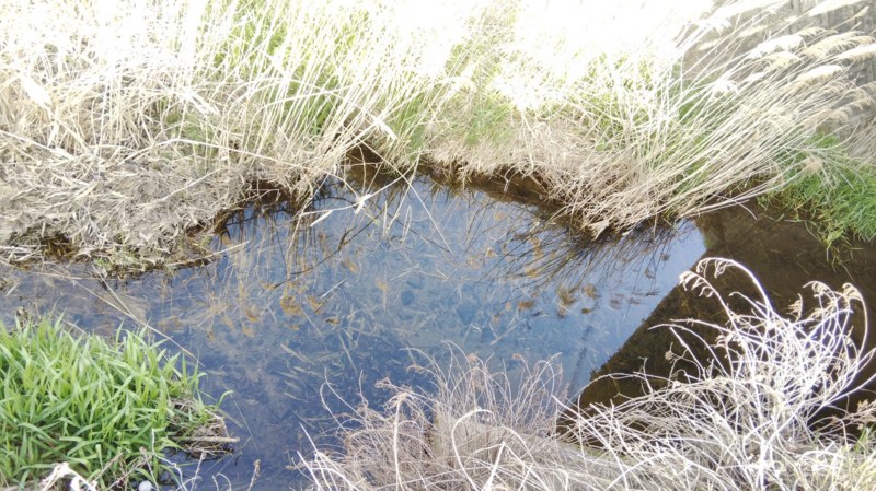 兵庫県波豆川水系のウキ釣りでヤリタナゴ・カワムツ釣果