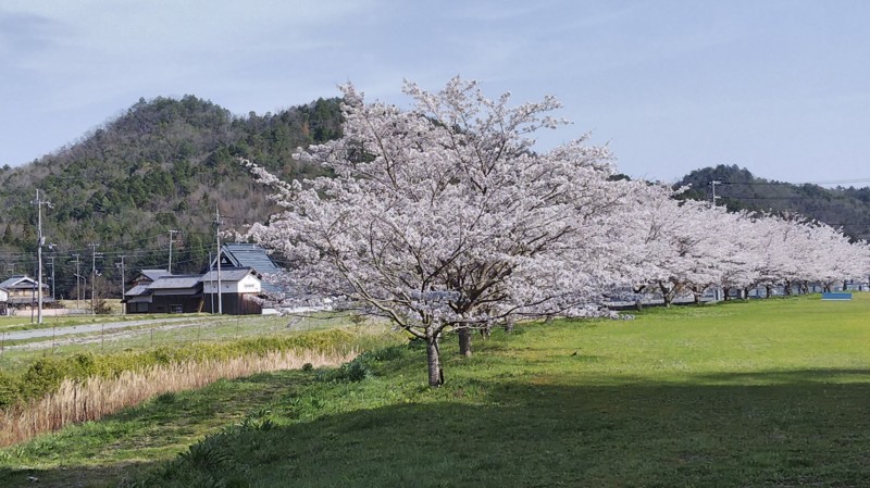 兵庫県波豆川水系のウキ釣りでヤリタナゴ・カワムツ釣果
