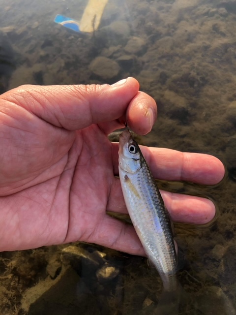 滋賀県の淡水ウキ釣りで本モロコ釣果