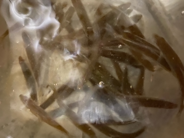 滋賀県の淡水ウキ釣りで本モロコ釣果