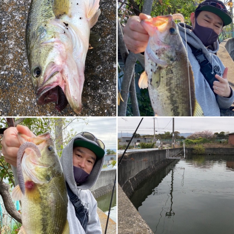 大阪府の水藻フィッシングセンターでブラックバス釣果