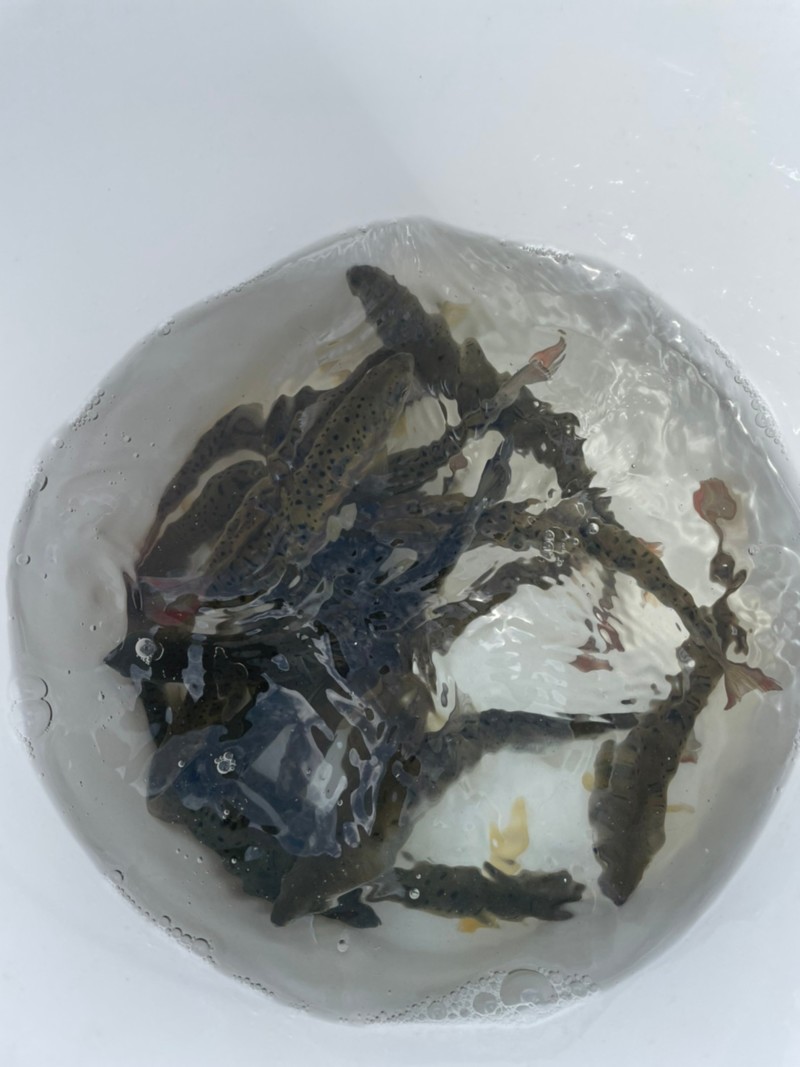 兵庫県の小柿渓谷放流釣場でアマゴ釣果