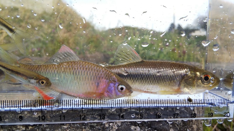 兵庫県波豆川水系のウキ釣りでタナゴ類・カワムツ釣果