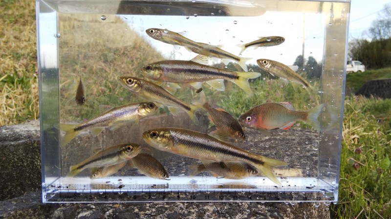 兵庫県波豆川水系のウキ釣りでタナゴ類・カワムツ釣果