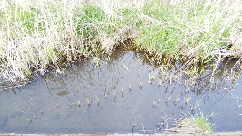 兵庫県波豆川水系のウキ釣りでタナゴ類・カワムツ釣果