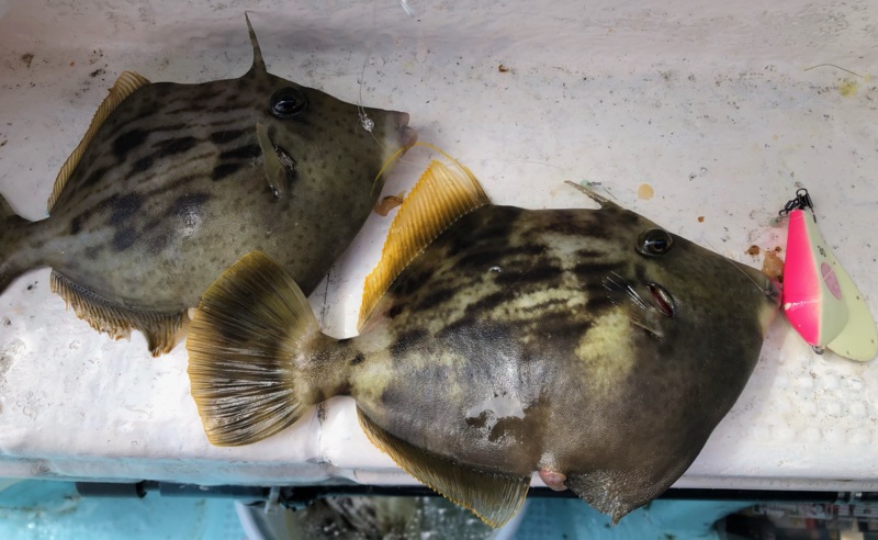 徳島県阿南市水天丸の船釣りでカワハギ釣果
