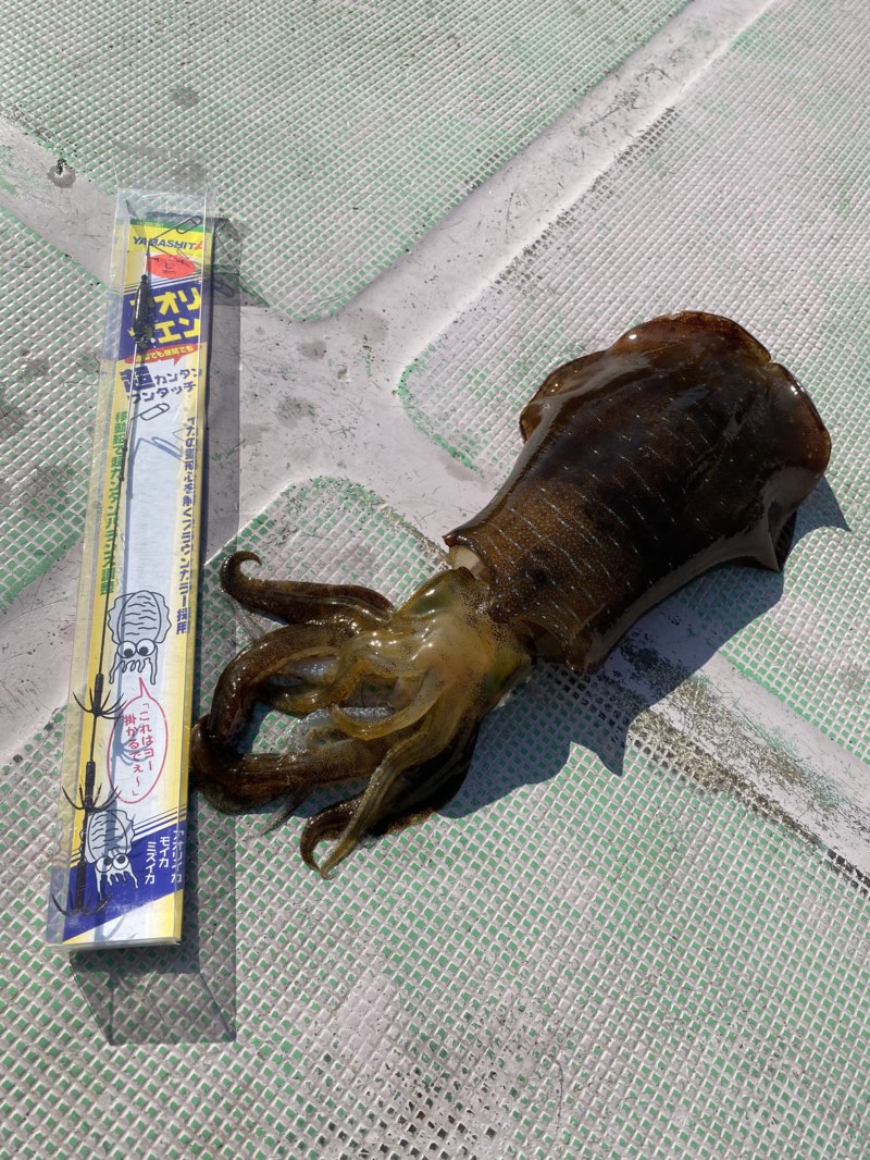 和歌山県さかむらイカダのヤエン釣りでアオリイカ釣果