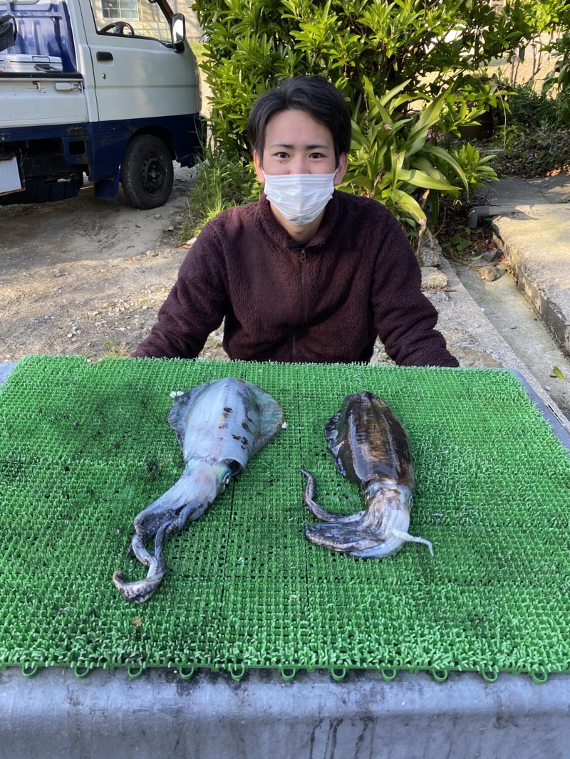 和歌山県さかむらイカダのヤエン釣りでアオリイカ釣果