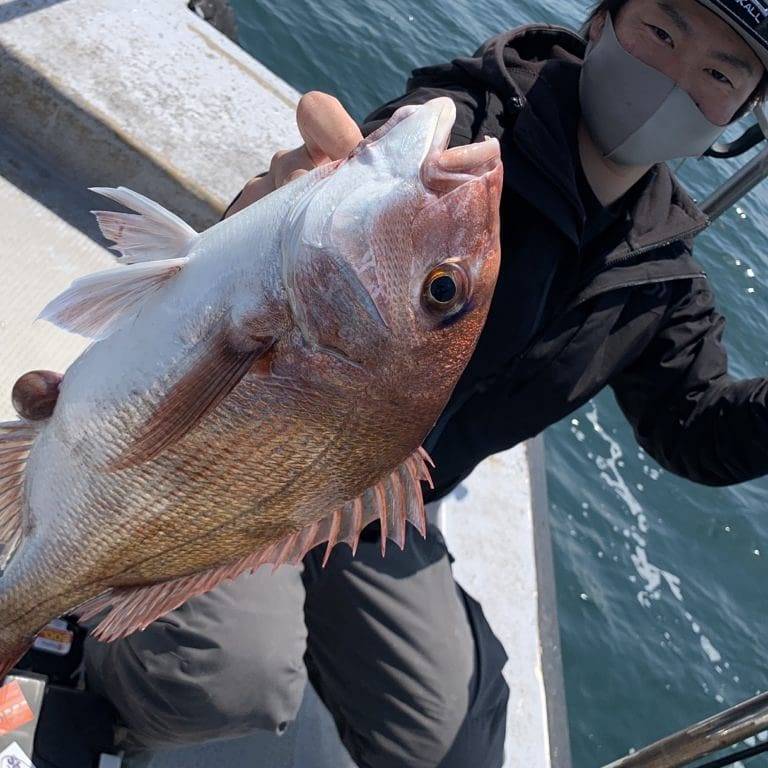 兵庫県明石市虎ノ介の船釣りでマダイ釣果