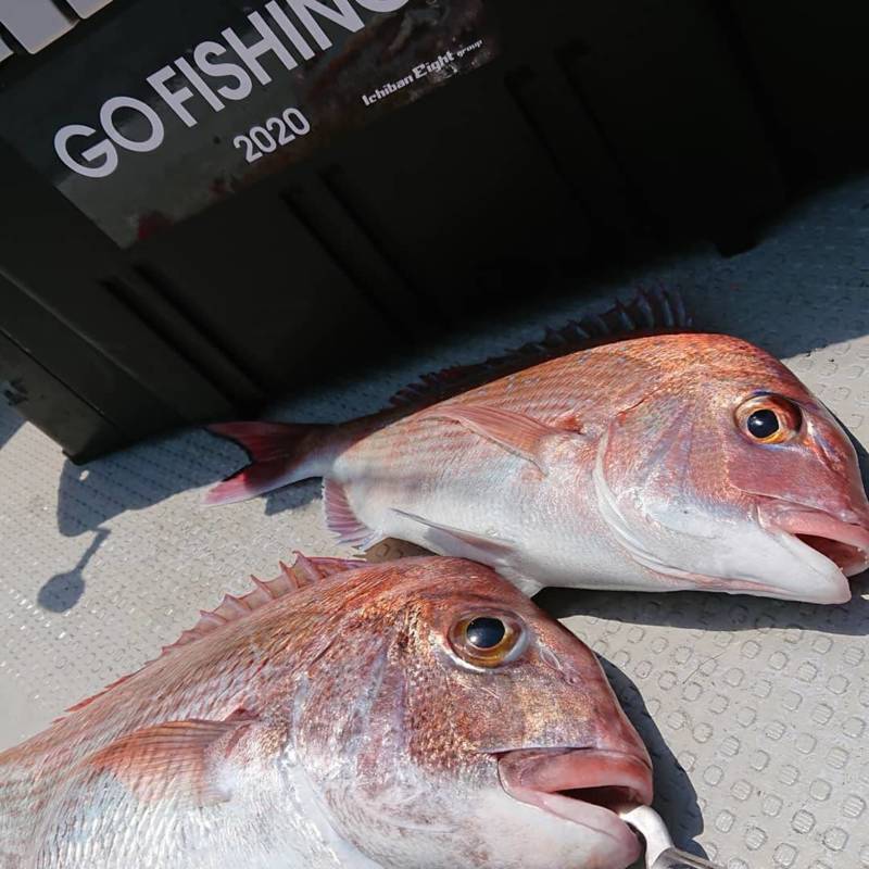 兵庫県明石市虎ノ介の船釣りでマダイ釣果