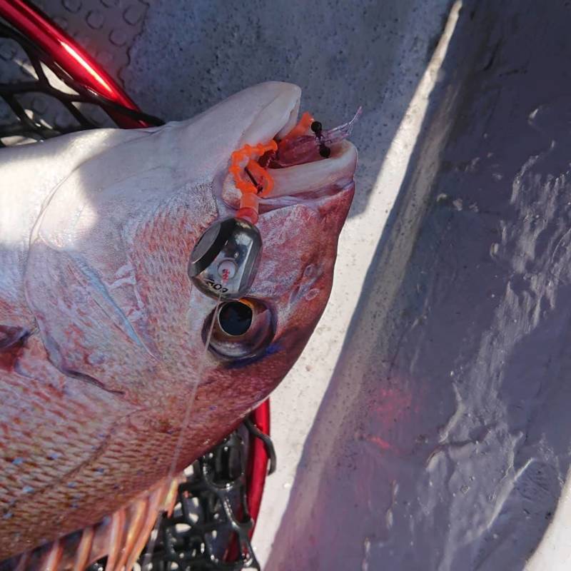 兵庫県明石市虎ノ介の船釣りでマダイ釣果