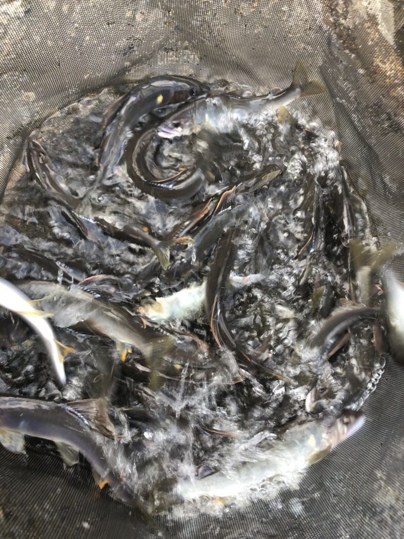 和歌山県日高川ダム上の鮎友釣りで鮎釣果