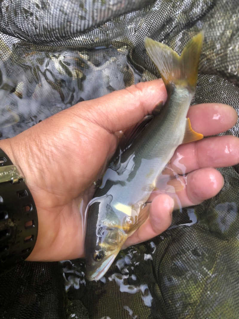 和歌山県日高川ダム上の鮎友釣りで鮎釣果