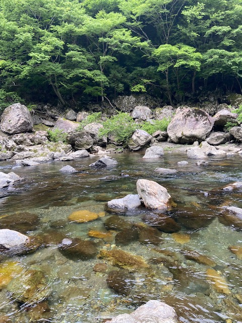 奈良県天川の鮎友釣りで鮎釣果