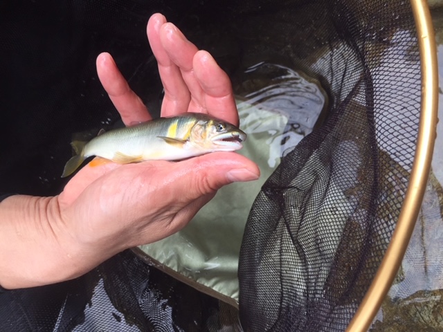 奈良県天川の鮎友釣りで鮎釣果