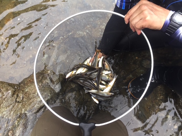 奈良県天川の鮎友釣りで鮎釣果