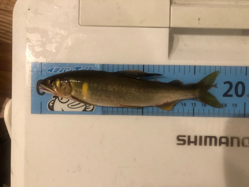 滋賀県安曇川朽木の友釣りで鮎釣果