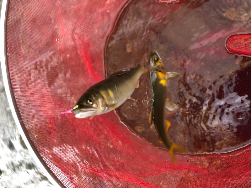 滋賀県安曇川朽木の友釣りで鮎釣果