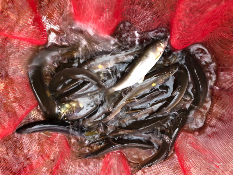 滋賀県安曇川朽木の友釣りで鮎釣果