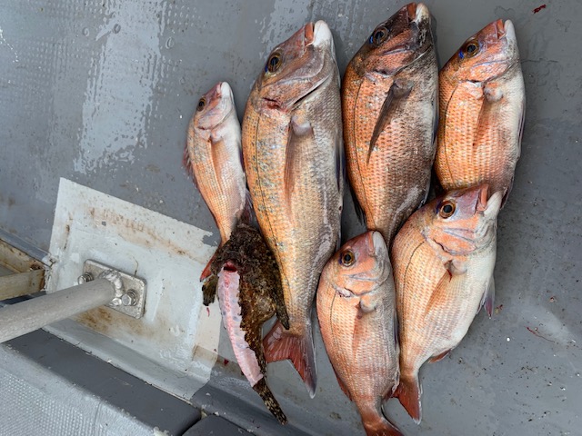 兵庫県明石市村由丸の船釣りでタイ釣果