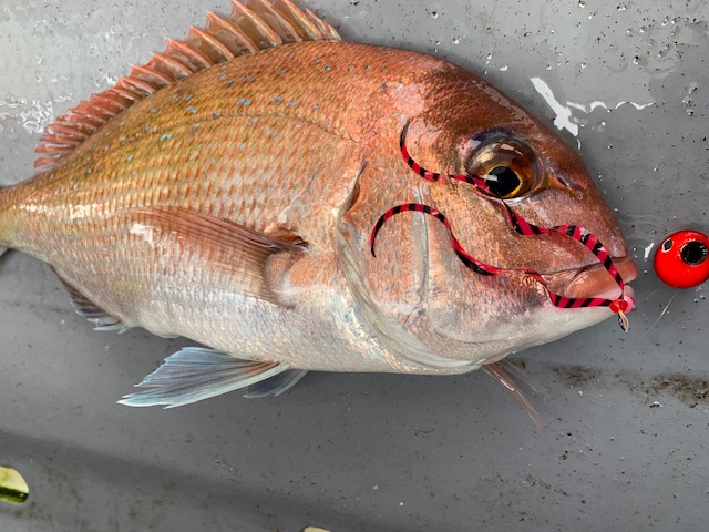 兵庫県明石市村由丸の船釣りでタイ釣果