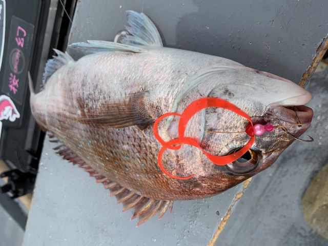 兵庫県明石市村由丸の船釣りでタイ釣果