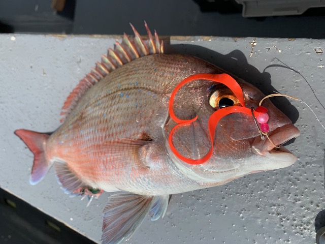 兵庫県明石市村由丸の船釣りでタイ釣果